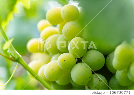 Close-up of large bunch of white grapes hanging. 106730771