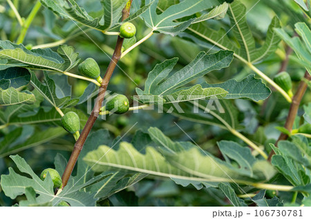 Fig tree with young unripe figs fruit, close-up. 106730781