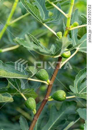 Fig tree with young unripe figs fruit, close-up. 106730782