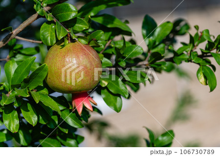 Young pomegranate fruits hanging on tree, close-up. Young pomegranate fruits hanging on tree, close-up. 106730789
