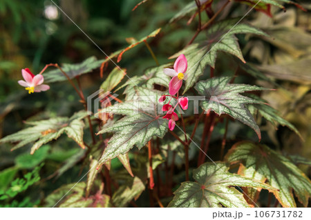 pink begonia flower on natural background 106731782