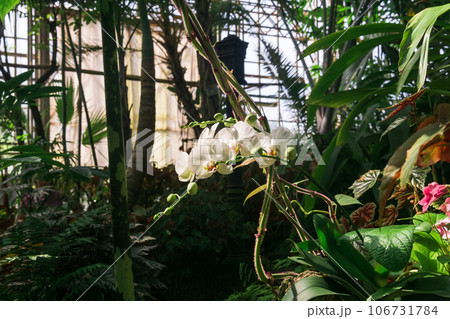 white moth orchid flowers in the large greenhouse 106731784