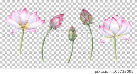 Set of delicate Water Lily, buds, stems. Pink bud, flower, Indian Lotus, Sacred Lotus. Watercolor illustration for wedding design, yoga center, poster, logo, label Set of delicate Water Lily, buds, stems. Pink bud, flower, Indian Lotus, Sacred Lotus. Watercolor illustration for wedding design, yoga center, poster, logo, label 106732099