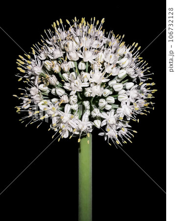 写真素材：満開の玉ねぎの花の写真 106732128