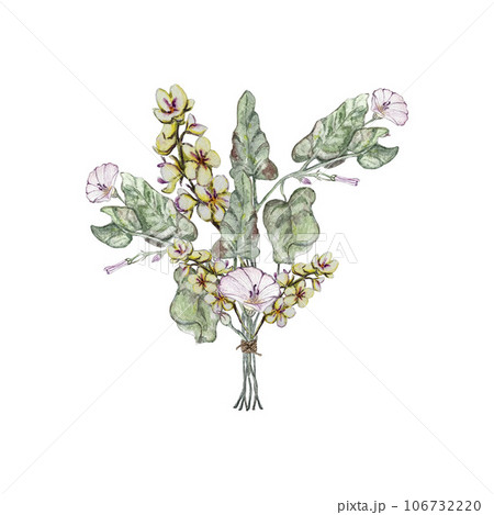 Summer bouquet of bindweed, mullein and bindweed leaves . Watercolor illustrations Summer bouquet of bindweed, mullein and bindweed leaves . Watercolor illustrations 106732220