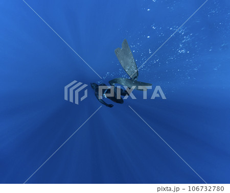 Freediver Swimming in Deep Sea With Sunrays. 106732780