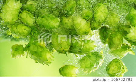 Green fresh hop cones in water for making beer, closeup. Green fresh hop cones in water for making beer, closeup. 106732793