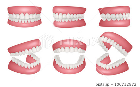 Realistic jaws. Human anatomy jaw healthy teeth...のイラスト素材 [106732972 ...