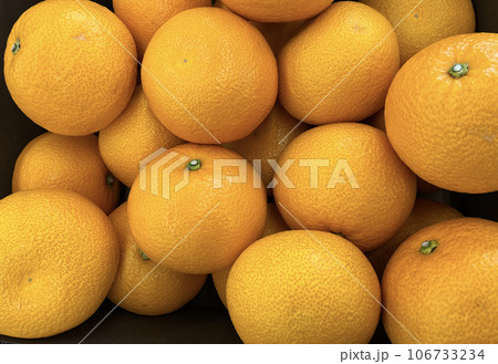 広島県因島原産の柑橘、八朔の写真 106733234