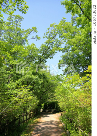 新緑の公園 橡の木 新緑の公園 橡の木 106733622