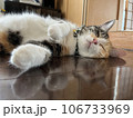 ごろんする猫 106733969