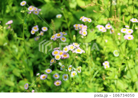 ハルジオンの花 106734050