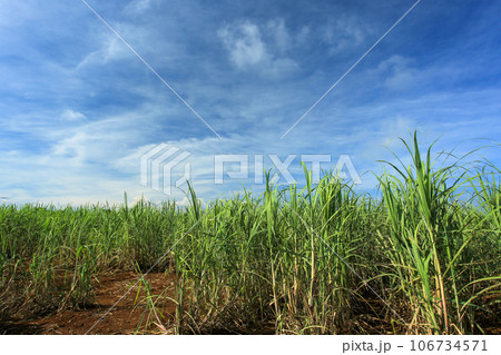 沖縄の風景 さとうきび畑と青い空 沖縄の風景 さとうきび畑と青い空 106734571