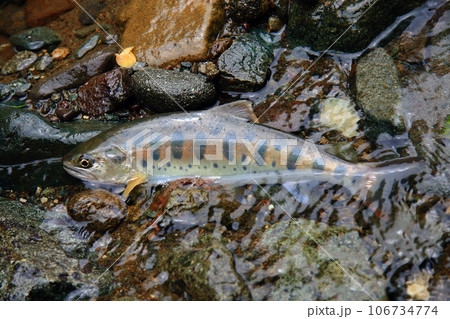 色、艶、スタイル、ともによく整った型のいい天然ヤマメを生きている状態で撮った 106734774