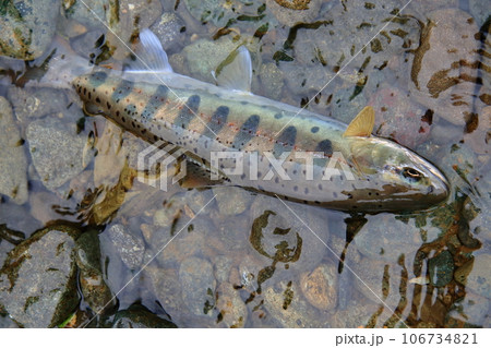 色、艶、スタイル、ともによく整った型のいい天然ヤマメを生きている状態で撮った 106734821