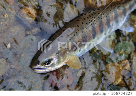 色、艶、スタイル、ともによく整った型のいい天然ヤマメを生きている状態で撮った 色、艶、スタイル、ともによく整った型のいい天然ヤマメを生きている状態で撮った 106734827