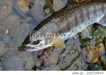 色、艶、スタイル、ともによく整った型のいい天然ヤマメを生きている状態で撮った 色、艶、スタイル、ともによく整った型のいい天然ヤマメを生きている状態で撮った 106734829