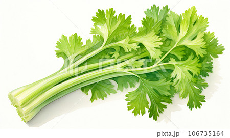 セロリの水彩イラスト「AI生成画像」 106735164