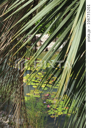 スイレンの池を見下ろす 106735201