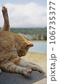 毛づくろいをする猫 106735377
