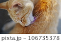 体を舐める猫 106735378
