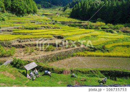 稲刈りが始まった四谷の千枚田　愛知県新城市 106735753