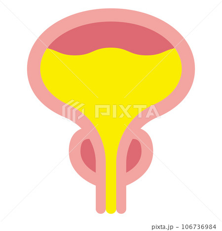 膀胱と前立腺のイラスト 膀胱と前立腺のイラスト 106736984