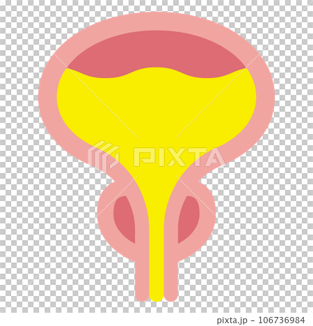 膀胱と前立腺のイラスト 膀胱と前立腺のイラスト 106736984