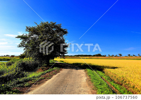 実りの秋を迎えた田園風景 106737560