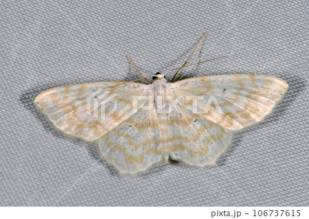 マルバヒメシャク（北海道・知床） 106737615