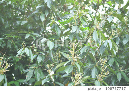 シリブカガシ（尻深樫）の果実 106737717