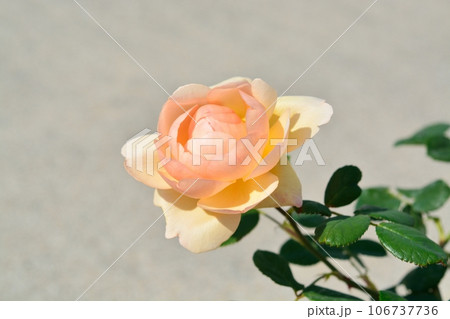 バラの花 106737736