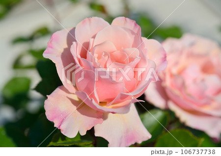 バラの花 バラの花 106737738
