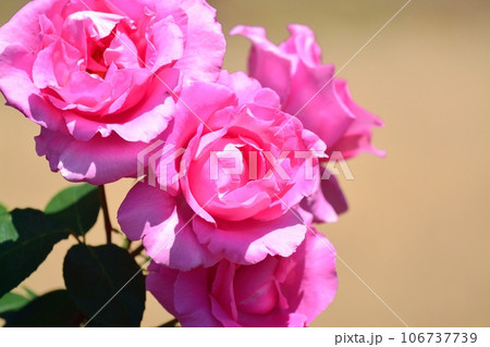 バラの花 バラの花 106737739