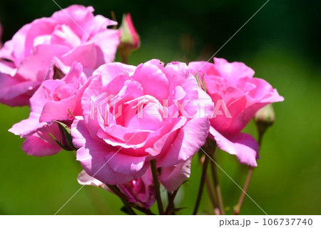 バラの花 106737740