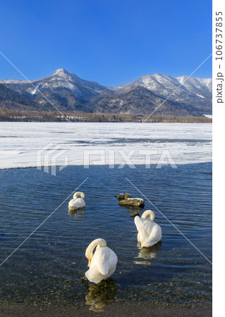 北海道_凍る屈斜路湖と白鳥の風景 106737855