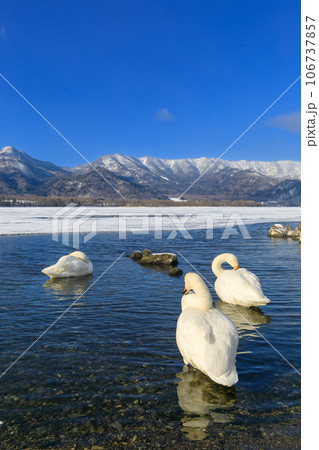 北海道_凍る屈斜路湖と白鳥の風景 106737857