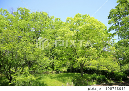 新緑の公園　欅の木 106738013