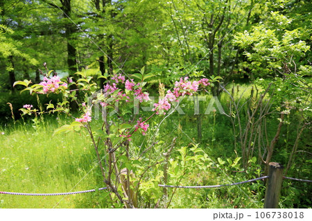 タニウツギの花 満開 タニウツギの花 満開 106738018