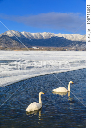 北海道_凍る屈斜路湖と白鳥の風景 北海道_凍る屈斜路湖と白鳥の風景 106738091