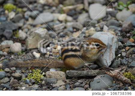 まあるい背中と手が可愛いシマリス 106738396