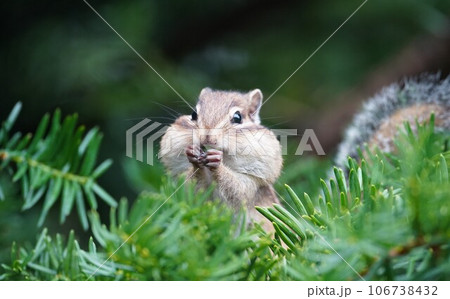イチイの実でほっぺが膨らむ可愛いシマリス 106738432