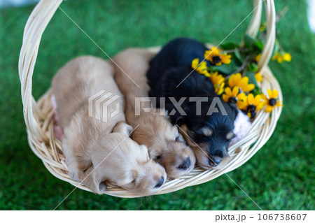仔犬 カニンヘンダックスフンド 仔犬 カニンヘンダックスフンド 106738607