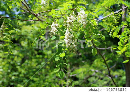 ハリエンジュの花 106738852