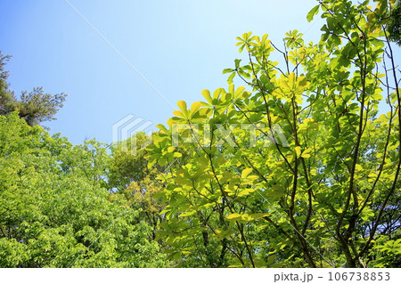 新緑の公園　朴ノ木 106738853