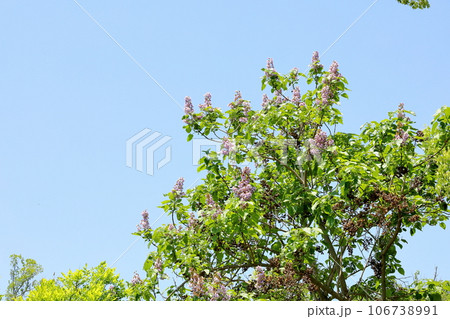 桐の花 桐の花 106738991