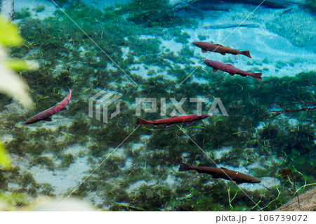 神の子池とオショロコマ 神の子池とオショロコマ 106739072