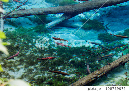 神の子池とオショロコマ 神の子池とオショロコマ 106739073