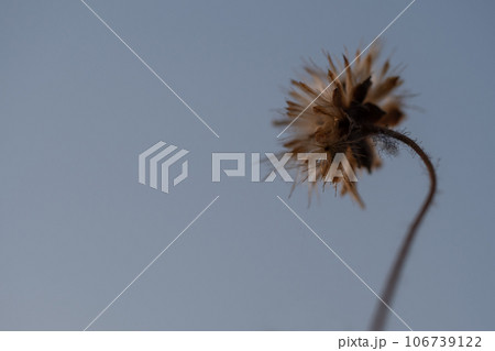 The seed of a Tridax Daisy flower when withering 106739122