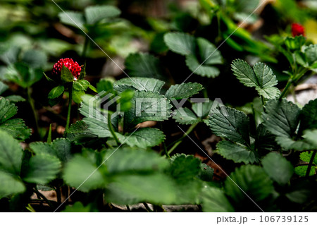 The Mock Strawberry plant for ground cover in the garden The Mock Strawberry plant for ground cover in the garden 106739125